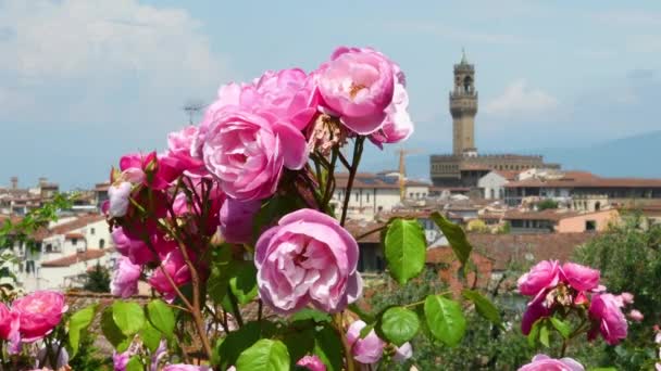 Розовый Сад Возле Площади Мичеланджело Флоренции Заднем Плане Ратуша Палаццо — стоковое видео