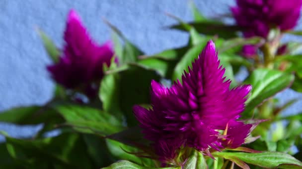 Gros Plan Sur Deep Purple Celosia Plant Les Celosias Sont — Video