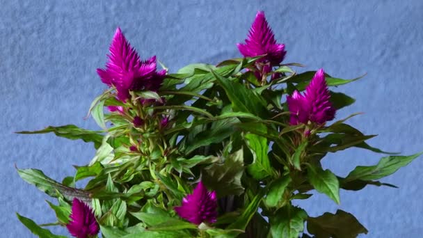 Φυτό Deep Purple Celosia Celosias Είναι Εγγενείς Στην Ανατολική Αφρική — Αρχείο Βίντεο
