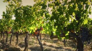Üzüm bağlarında siyah üzüm. Günbatımı ışığı, Eylül ayındaki hasat döneminden önce Floransa yakınlarındaki Chianti Classico bölgesindeki üzüm bağları sıraları arasında filtreleniyor. İtalya. kamera pan hareketi