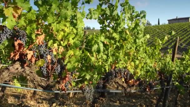 Raisins Noirs Sur Les Rangs Vignes Dans Région Chianti Classico — Video