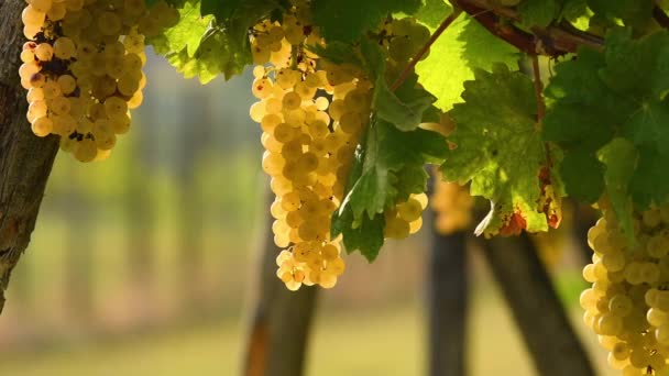 Close Van Prachtige Trossen Rijpe Witte Druiven Wijnstok Voor Productie — Stockvideo