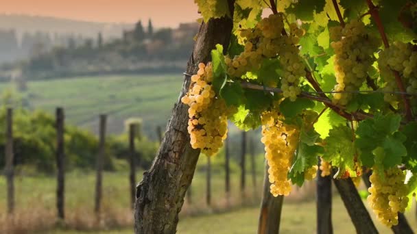 白ワイン生産のためのブドウの熟した白いブドウの美しい束 イタリアで収穫 イタリアの田舎の夕日には豪華なブドウ畑 トスカーナのチアンティエリア 選択的なフォーカス — ストック動画
