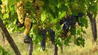 Eylül ayındaki hasat döneminden önce Floransa yakınlarındaki Chianti Classico bölgesindeki üzüm bağlarındaki siyah beyaz üzümler. İtalya.
