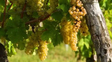 Beyaz şarap üretimi için sarmaşıktaki olgun beyaz üzümler. İtalya 'da hasat. İtalya kırsalında gün batımında muhteşem üzüm bağları. Toskana 'daki Chianti Bölgesi. Seçici Odaklanma.