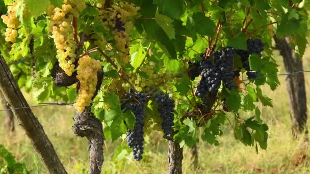 9月の収穫の前のフィレンツェ近くのチアンティ クラシコ地域のブドウの黒と白のブドウ イタリア — ストック動画