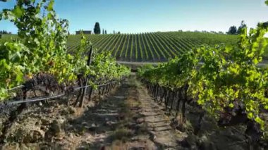 Floransa yakınlarındaki tepelerdeki Chianti Classico bölgesindeki İtalya 'daki üzüm bağları arasında uçuş. İtalyan üzüm bağlarının sıraları. Üzüm bağlarında kırmızı üzümler, Toskana. İtalya.