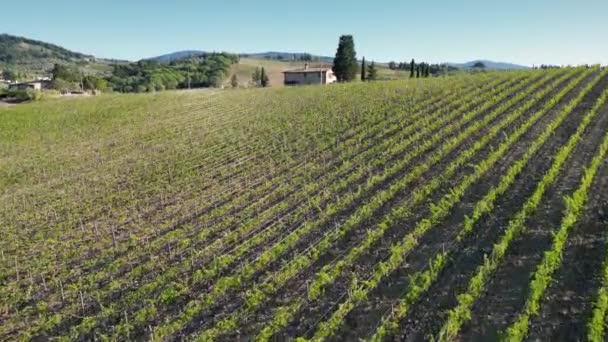 Florence September 2023 Tembakan Udara Dari Deretan Kebun Anggur Dan — Stok Video