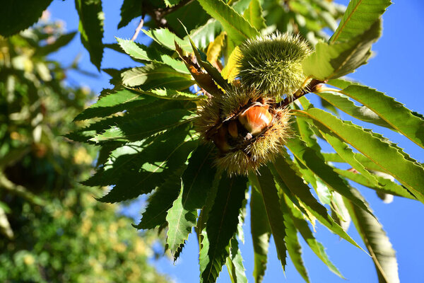 Каштаны у ежей свисают с каштановых ветвей незадолго до сбора урожая, осеннего сезона. Каштановый лес в горах Тосканы. Италия.