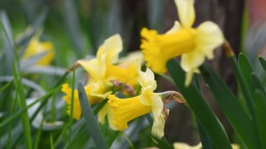 Bahçedeki nergisler. Sarı nergisler bahçede ya da parkta çiçek açar. Bahar mevsiminin güneşli ve ılık günlerle gelmesi kavramı. Nisan Paskalya çiçekleri rüzgarda sallanıyor. seçici odak.