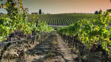 Floransa yakınlarındaki tepelerde gün batımında İtalya 'nın Chianti Classico bölgesindeki üzüm bağları sıraları arasında uçuş. İtalyan üzüm bağlarının sıraları. Üzüm bağlarında kırmızı üzümler, Toskana. İtalya.