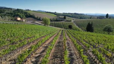 Floransa yakınlarındaki tepelerde İtalya 'daki Chianti Classico bölgesindeki üzüm bağlarının hava manzarası. İtalyan üzüm bağlarının sıraları. Toskana 'da. İtalya.