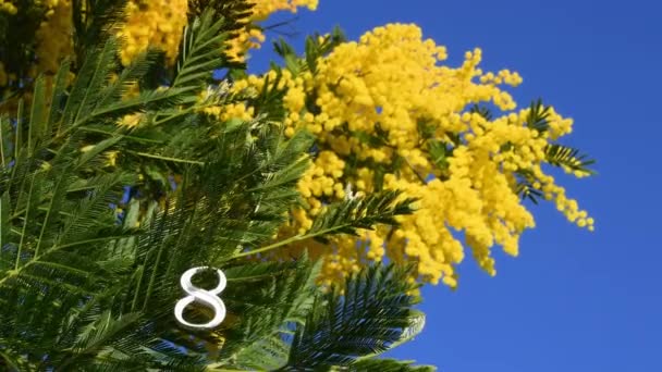 黄色のミモザの花の小枝と息をのむような青い空に白い数字8 3月8日の国際女性デーのミモザの花 — ストック動画