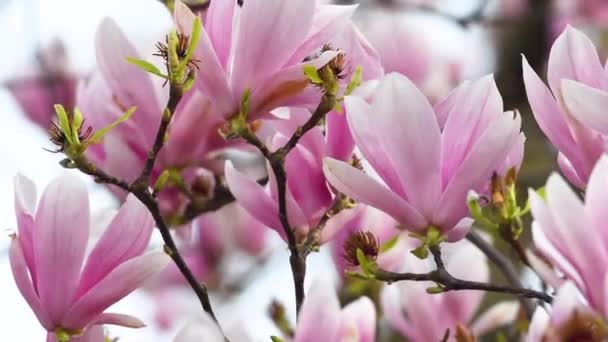 Kwitnące Drzewo Magnolii Lekki Wiatr Porusza Piękne Różowe Kwiaty Magnolii — Wideo stockowe