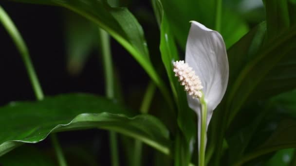Spathiphyllum Algemeen Bekend Als Vredelelie Een Zeer Gewaardeerde Kamerplant Staat — Stockvideo