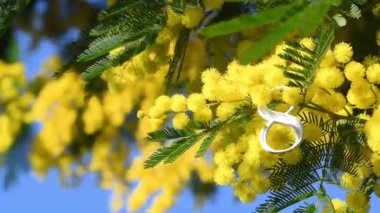 8 Mart 'ta Uluslararası Kadınlar Günü. Sarı mimozaların güzel dalları arasında sekiz numara rüzgârda sallanıyor. Seçici Odaklanma