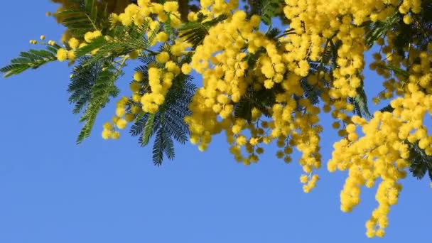 Ветви Цветущей Желтой Мимозы Акации Голубого Неба Цветущая Ветвь Мимозы — стоковое видео