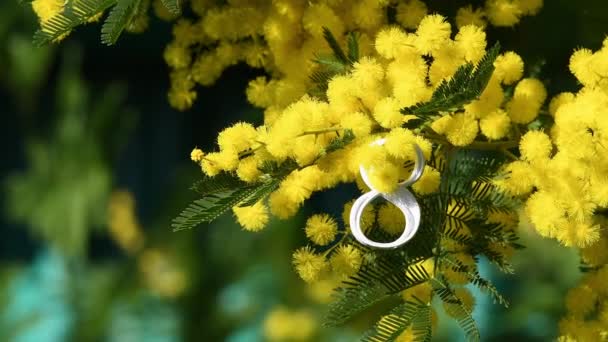 Міжнародний Жіночий День Березня Прекрасні Гілки Квітучої Жовтої Мімози Сідають — стокове відео