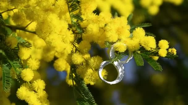 Międzynarodowy Dzień Kobiet Marca Piękne Gałęzie Kwitnącej Żółtej Mimozy Kołyszą — Wideo stockowe