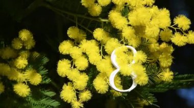 Sarı Mimosa çicek dalları üzerinde beyaz sekiz numaranın yakın çekimi. 8 Mart 'ta Uluslararası Kadınlar Günü için Mimosa çiçekleri.