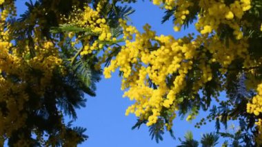 Beautiful branches of blooming Yellow Mimosa (Acacia dealbata) move in the wind on a sunny day with blue sky.