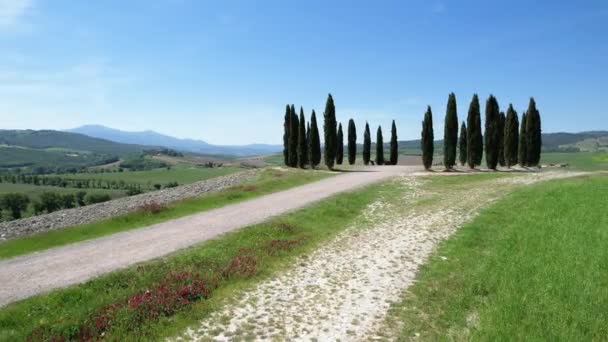 San Quirico Orcia May 2022 Group Cypresses Tuscany Circular Aerial — Wideo stockowe