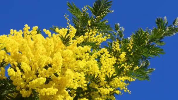Prachtige Takken Van Bloeiende Gele Mimosa Acacia Dealbata Bewegen Wind — Stockvideo
