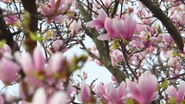 Magnolia Soulangeana Träd Blom Lätt Bris Flyttar Vackra Rosa Magnolia — Stockvideo