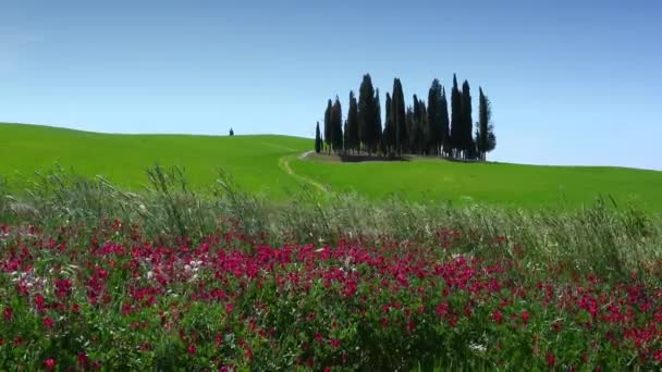 San Quirico Orcia May 2022 Small Group Cypresses Green Wheat — Vídeo de stock