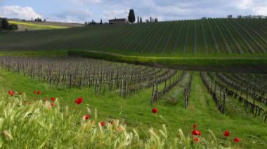Gelincikler ve buğday kulakları, Chianti Classico Bölgesi 'ndeki genç üzüm bağlarının önünde rüzgarda sallanıyor. Baharda Toskana 'da. İtalya