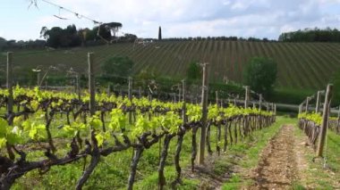 first shoots of the vine plant in a vineyard in the Chianti area near San Casciano Val di Pesa (Florence). Tuscany, Italy. Pan camera movement