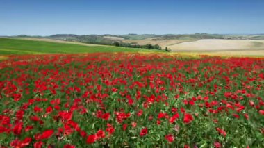 Flight over beautiful field of red poppies with blue sky in Tuscany. Italy.