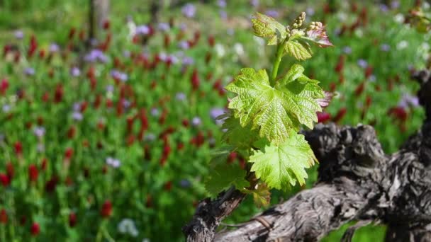 Close First Shoots Plant Vineyard Tiny Grape Leaves Grow Rows — Vídeo de Stock