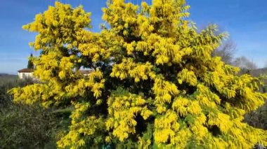 Güzel Mimosa bitkisi (Acacia deal bata) Şubat ayında mavi gökyüzü ile çiçek açtı. 8 Mart 'ta Uluslararası Kadınlar Günü. Tepeden tırnağa