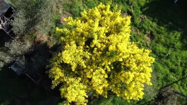 Piękna Roślina Mimosa Acacia Dealbata Kwitnie Lutym Międzynarodowy Dzień Kobiet — Wideo stockowe
