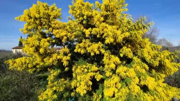 Prachtige Mimosa Plant Acacia Dealbata Bloei Februari Met Blauwe Lucht — Stockvideo