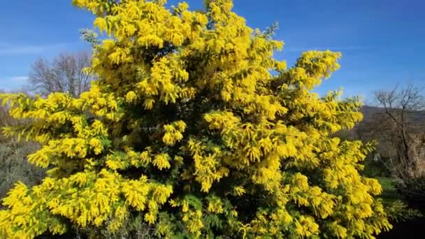 Circulair Uitzicht Een Prachtige Mimosa Plant Acacia Dealbata Bloei Februari — Stockvideo