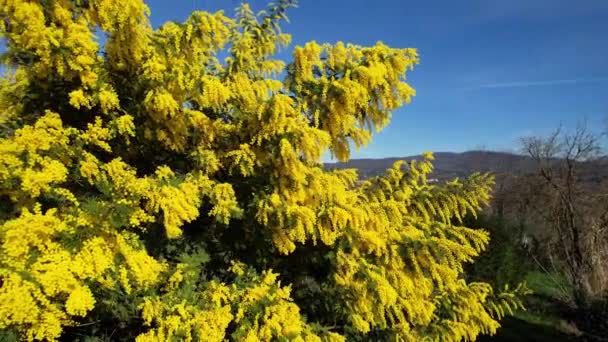 2月に咲く美しいミモザ植物 アカシア ディルタ の空中展望は 素晴らしい青空です 3月8日の国際女性デー — ストック動画