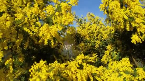 Красивое Растение Мимоза Acacia Dealbata Расцвело Феврале Международный Женский День — стоковое видео
