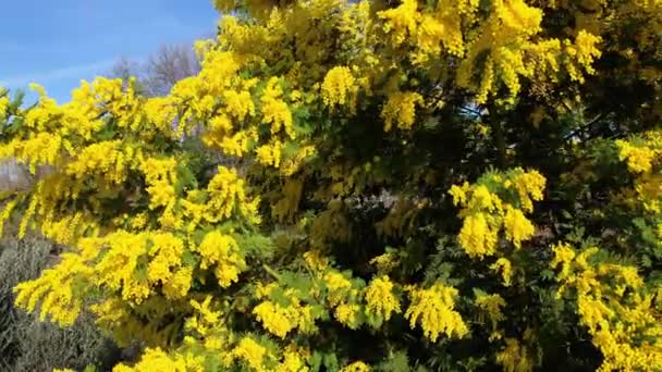 Şubat Ayında Açmakta Olan Güzel Mimosa Bitkisi Acacia Deal Bata — Stok video