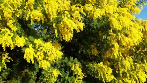 Piękna Roślina Mimosa Acacia Dealbata Kwitnie Lutym Międzynarodowy Dzień Kobiet — Wideo stockowe