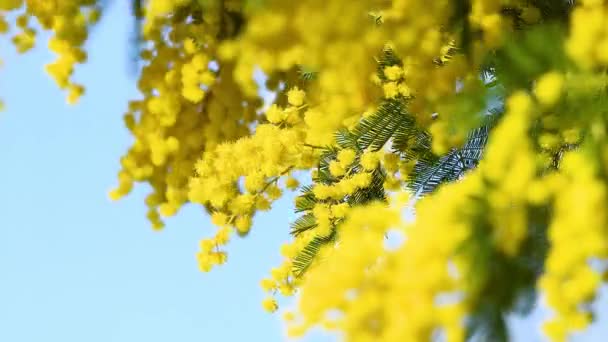 Közelkép Sárga Mimosa Virágzó Gallyakról Mimóza Virágok Nemzetközi Nőnapra Március — Stock videók