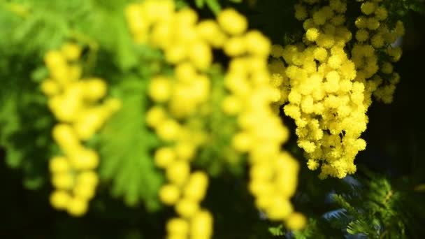Primer Plano Las Ramitas Florales Amarillas Mimosa Flores Mimosa Para — Vídeos de Stock