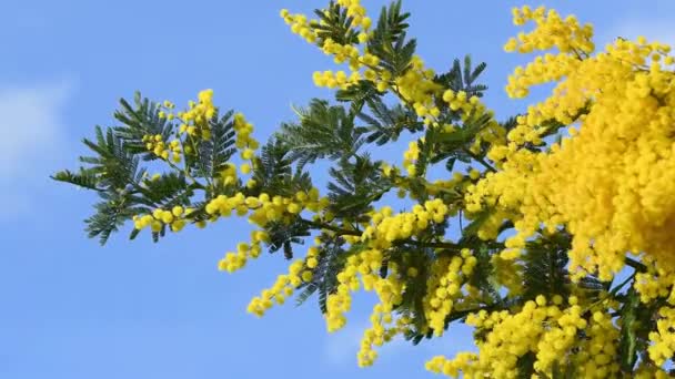 Gyönyörű Ágak Virágzó Sárga Mimosa Acacia Dealbata Mozogni Szél Egy — Stock videók