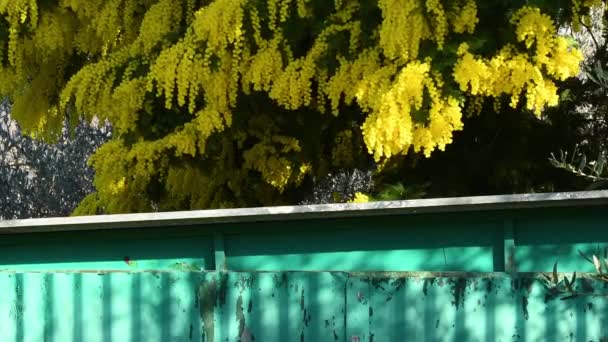 Wiosenne Kwiaty Acacia Dealbata Kołyszą Się Wietrze Piękny Kwiat — Wideo stockowe