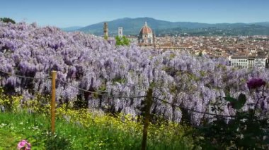 Floransa 'nın güzel panoramik manzarası. Santa Maria del Fiore Katedrali. Mor salkımları ve sarı çiçekleri olan Piazza Michelangelo yakınlarındaki bir bahçeden. Floransa, İtalya.