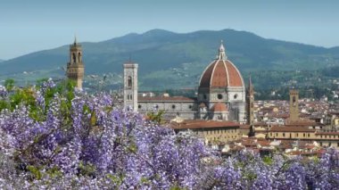 Michelangelo Meydanı yakınlarındaki Bardini Bahçesi 'nden Santa Maria del Fiore Katedrali' nin çarpıcı manzarası. Rüzgarda sallanan mor salkım salkımlarıyla birlikte. Floransa, İtalya