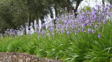 Tuscany 'nin Chianti bölgesinde rüzgarda sallanan zeytin ağaçlarıyla birlikte çiçek açan irisler mavi gökyüzüyle. İris (Iris Pallida), Floransa şehrinin sembolüdür. İtalya.