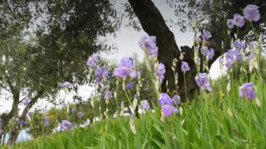 Toskana 'nın Chianti bölgesinde rüzgarda savrulan güzel irisler. İris (Iris Pallida), Floransa şehrinin sembolüdür. İtalya. seçici odak.