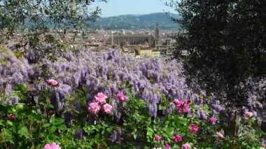 Floransa 'daki ünlü Kutsal Haç Bazilikası Michelangelo Meydanı yakınlarındaki Bardini Bahçesi' nden mor salkımlı ve çiçek açmış güllerle. İtalya.